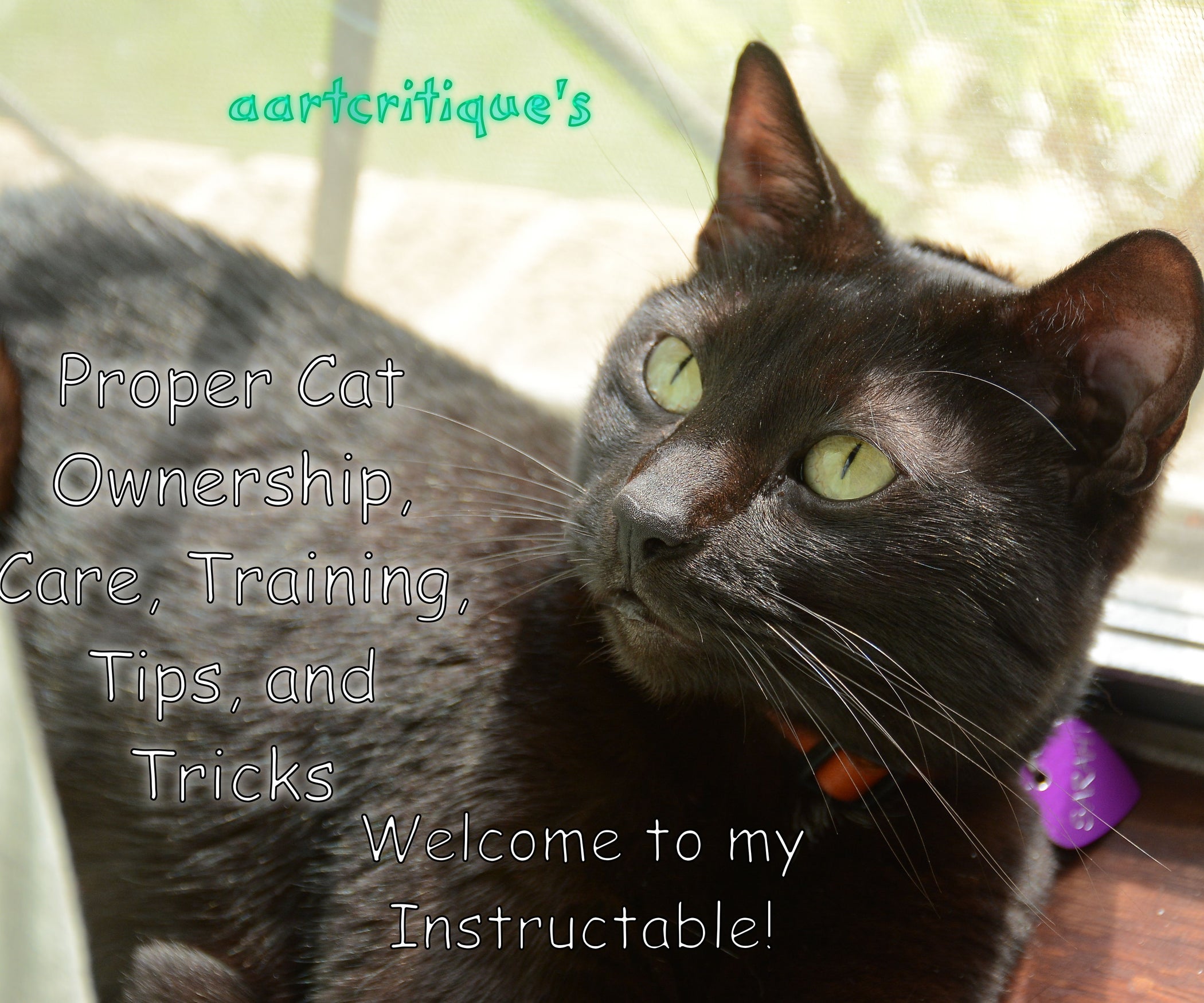 Proper Cat Ownership, Care, Training, Tips, and Tricks 12 Steps (with