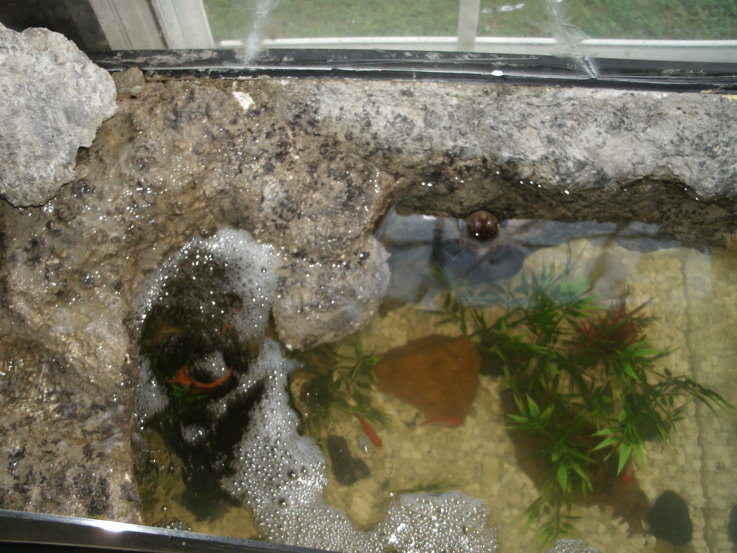 Cheap Artificial Aquarium Plants 6 Steps Instructables