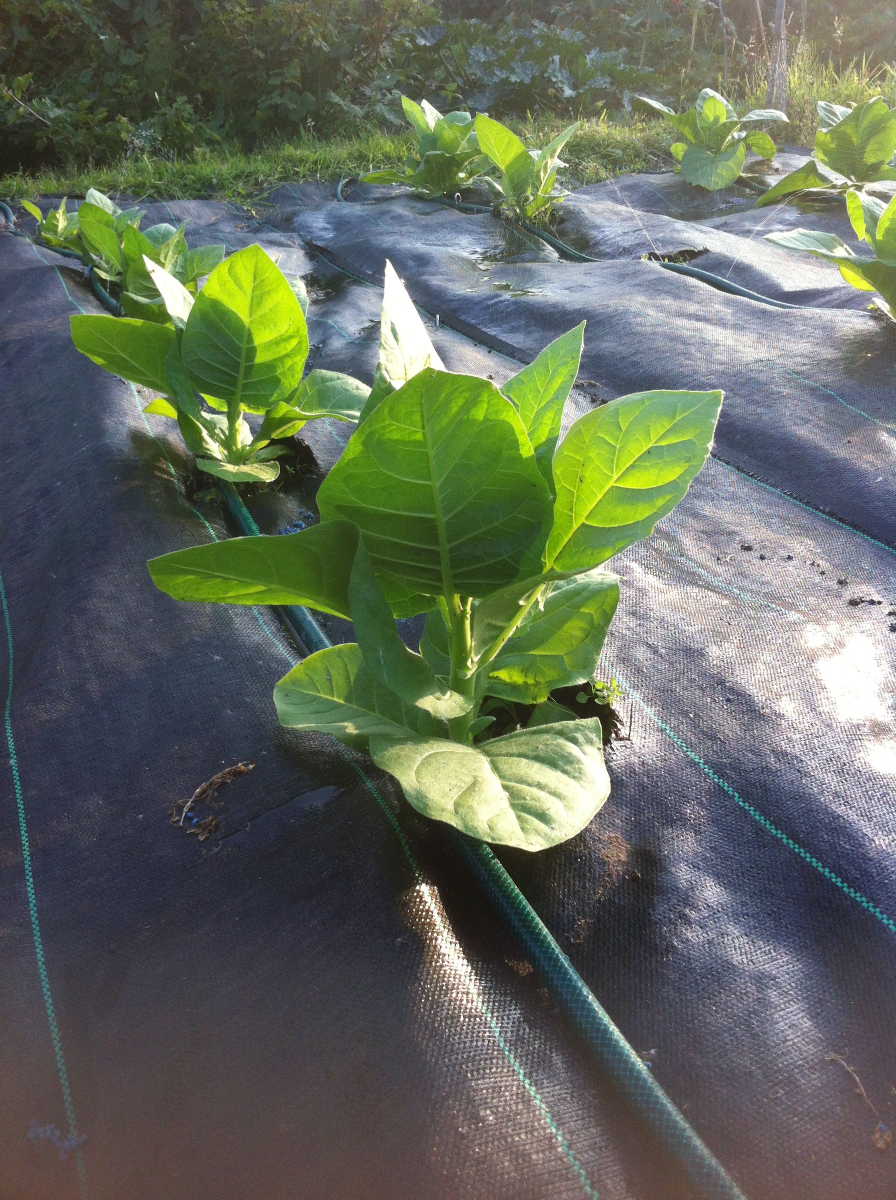 Growing Tobacco 6 Steps (with Pictures) Instructables