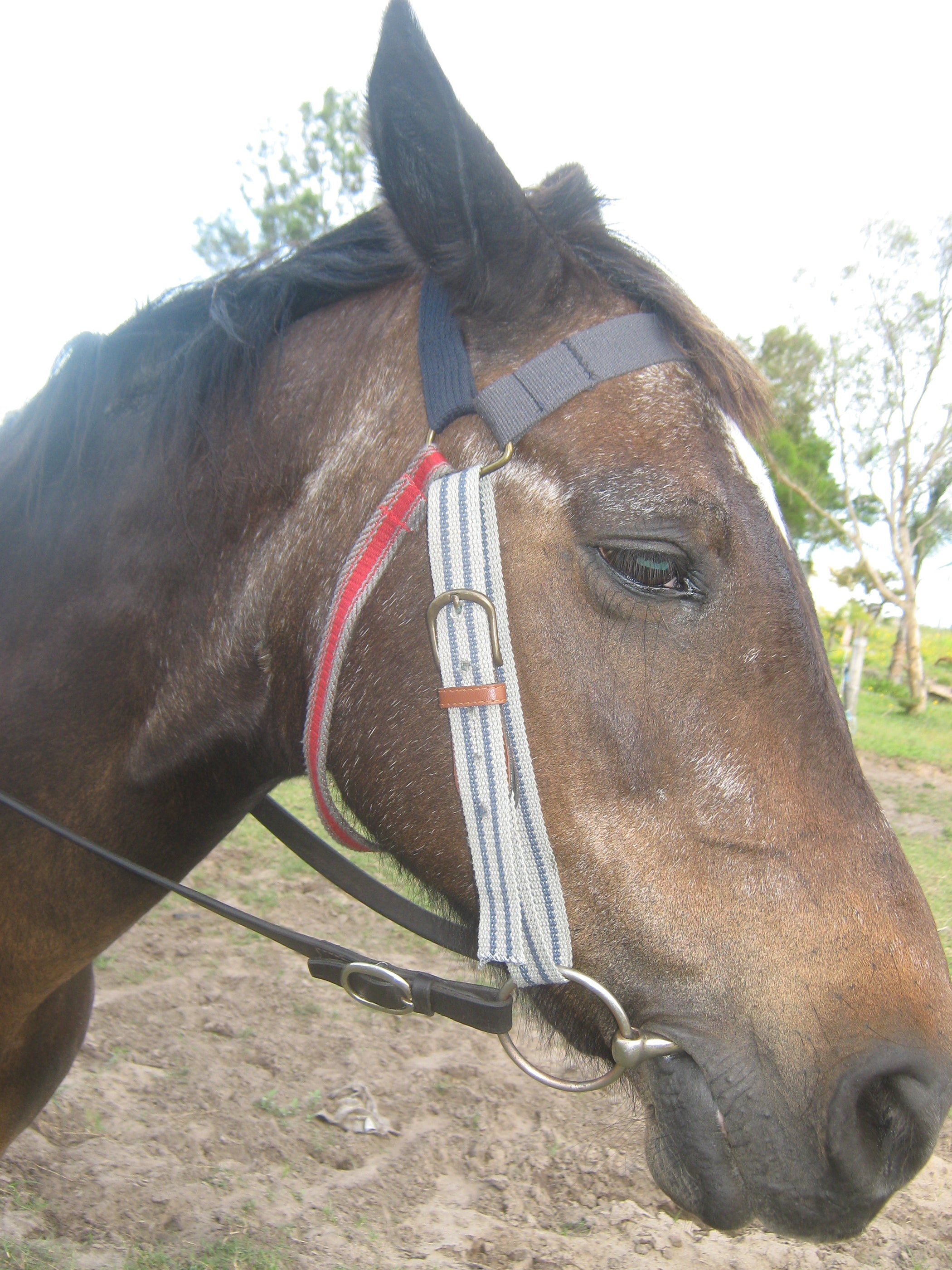 Make a Horse Bridle From Old Belts. 10 Steps (with Pictures) Instructables