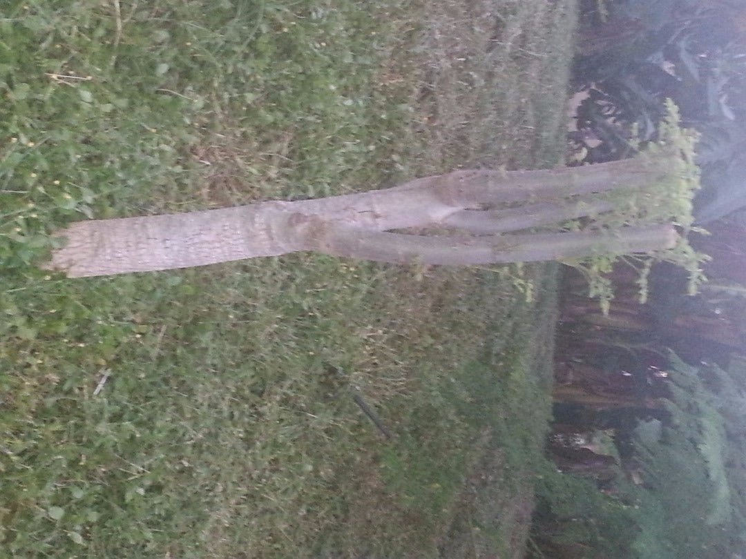 How to Make Moringa Powder 7 Steps Instructables