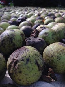 Black Walnut Harvesting & Processing : 11 Steps (with Pictures ...