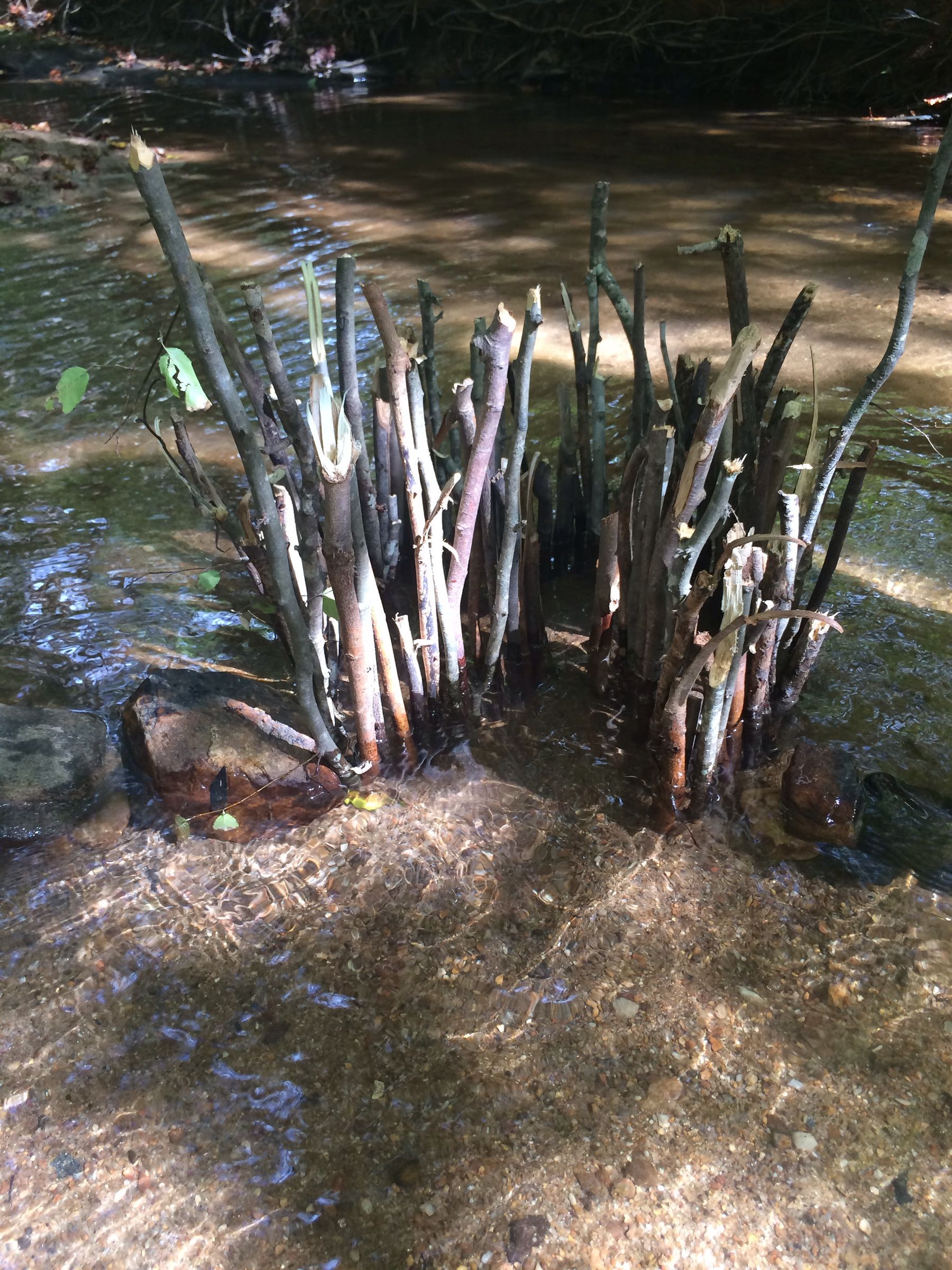Primitive Fish Trap 5 Steps Instructables