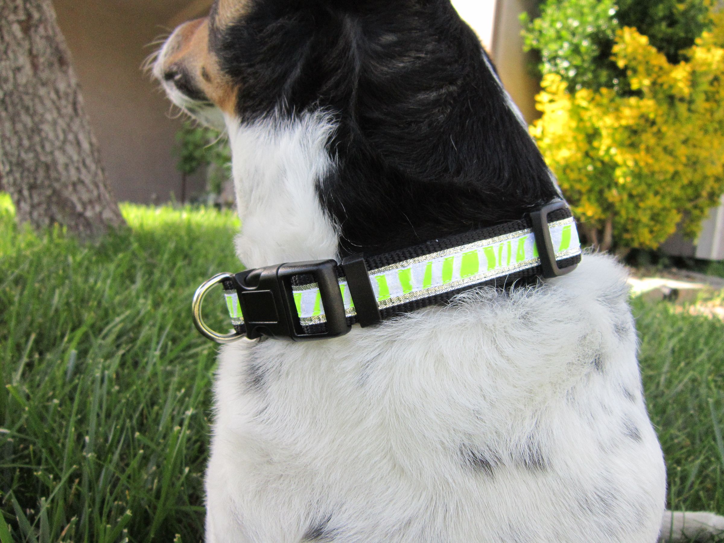 Upgrade a Dog Collar 6 Steps (with Pictures) Instructables