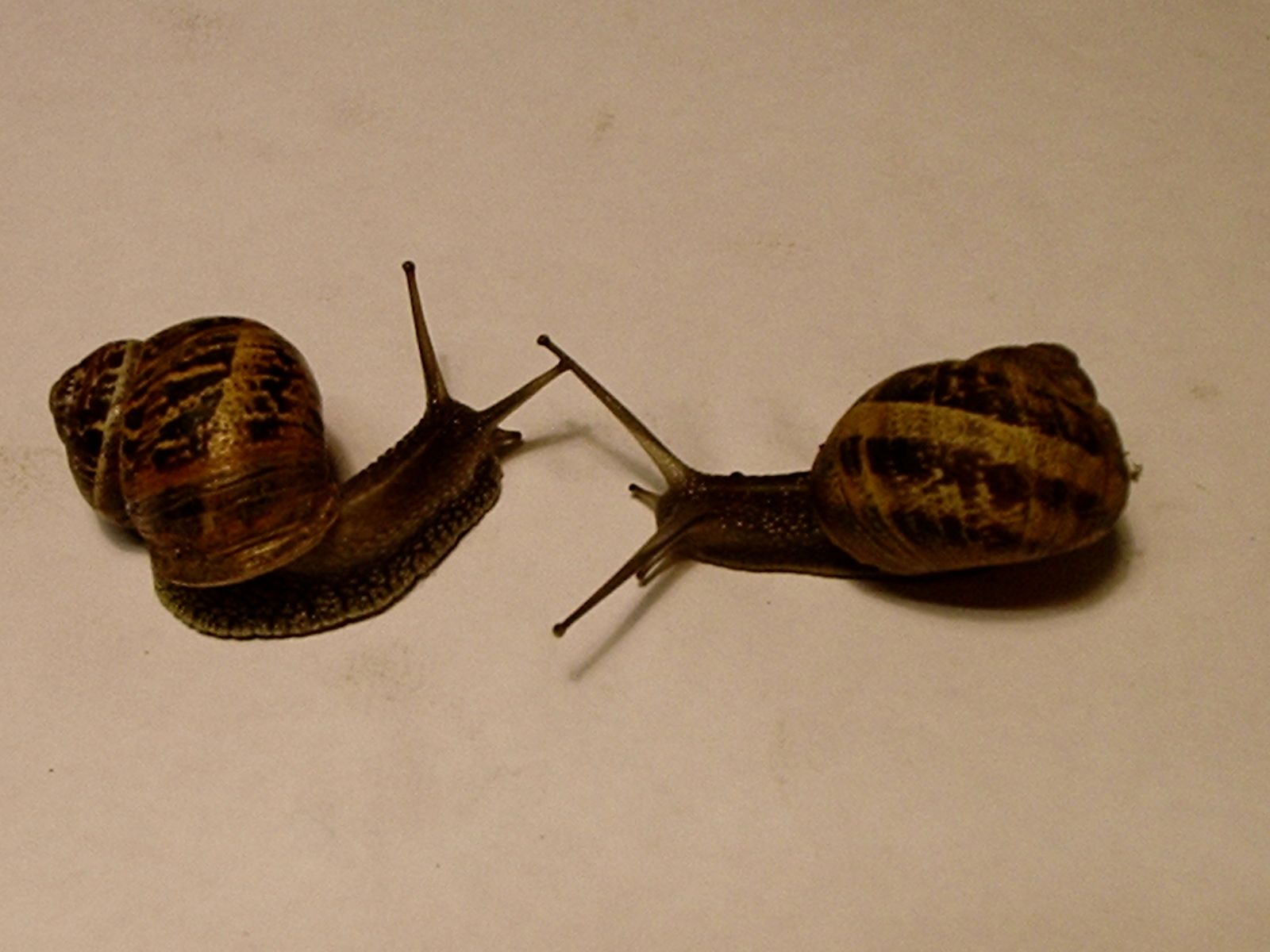 How to Get Rid of Snails and Slugs 4 Steps (with Pictures