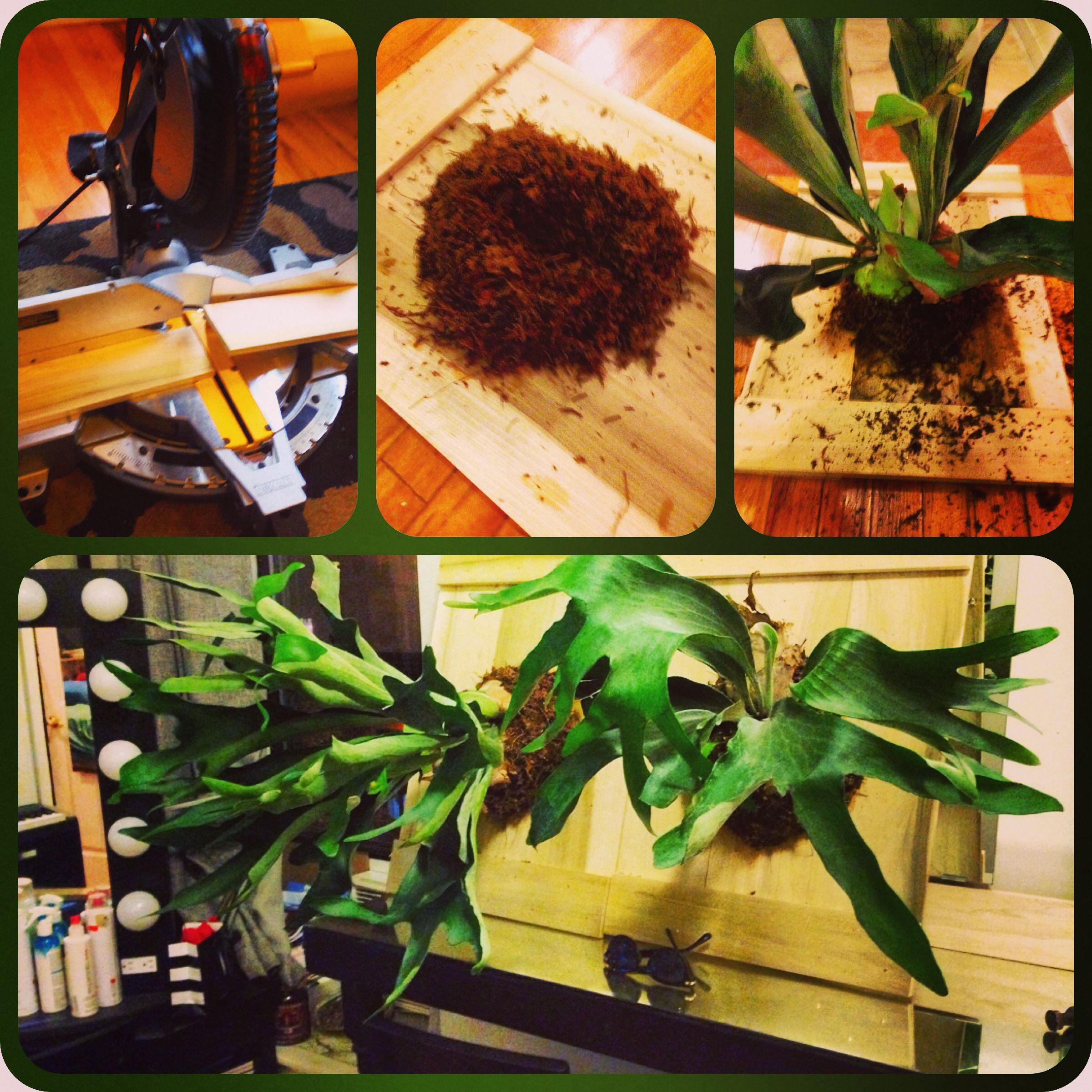 Plant Taxidermy Mounting a Staghorn Fern 10 Steps Instructables
