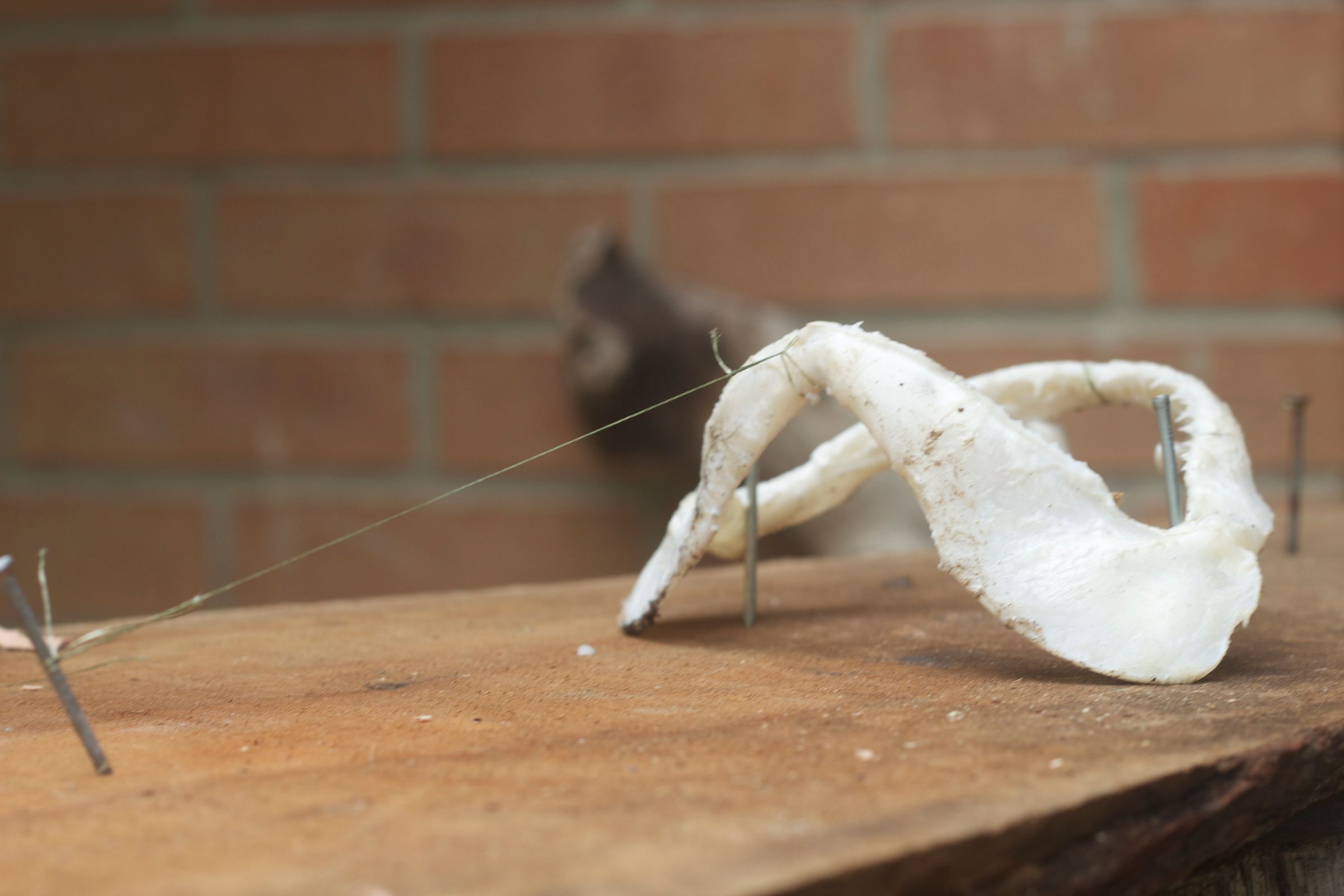 Preserving Shark Jaws and Skin From Start to Finish : 9 Steps (with