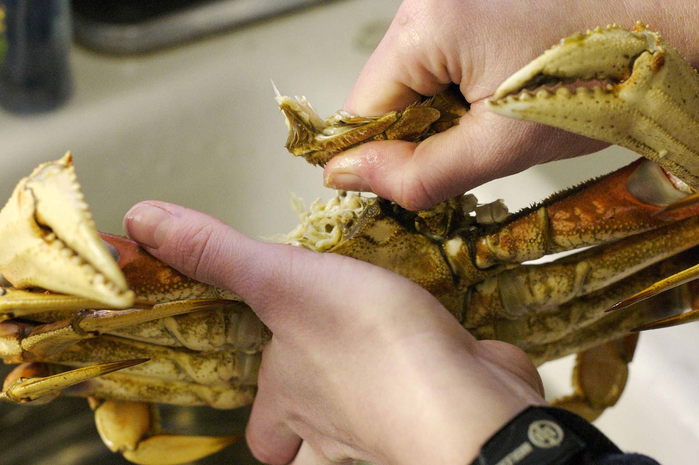 How to Cook and Clean a Fresh Dungeness Crab 11 Steps (with Pictures