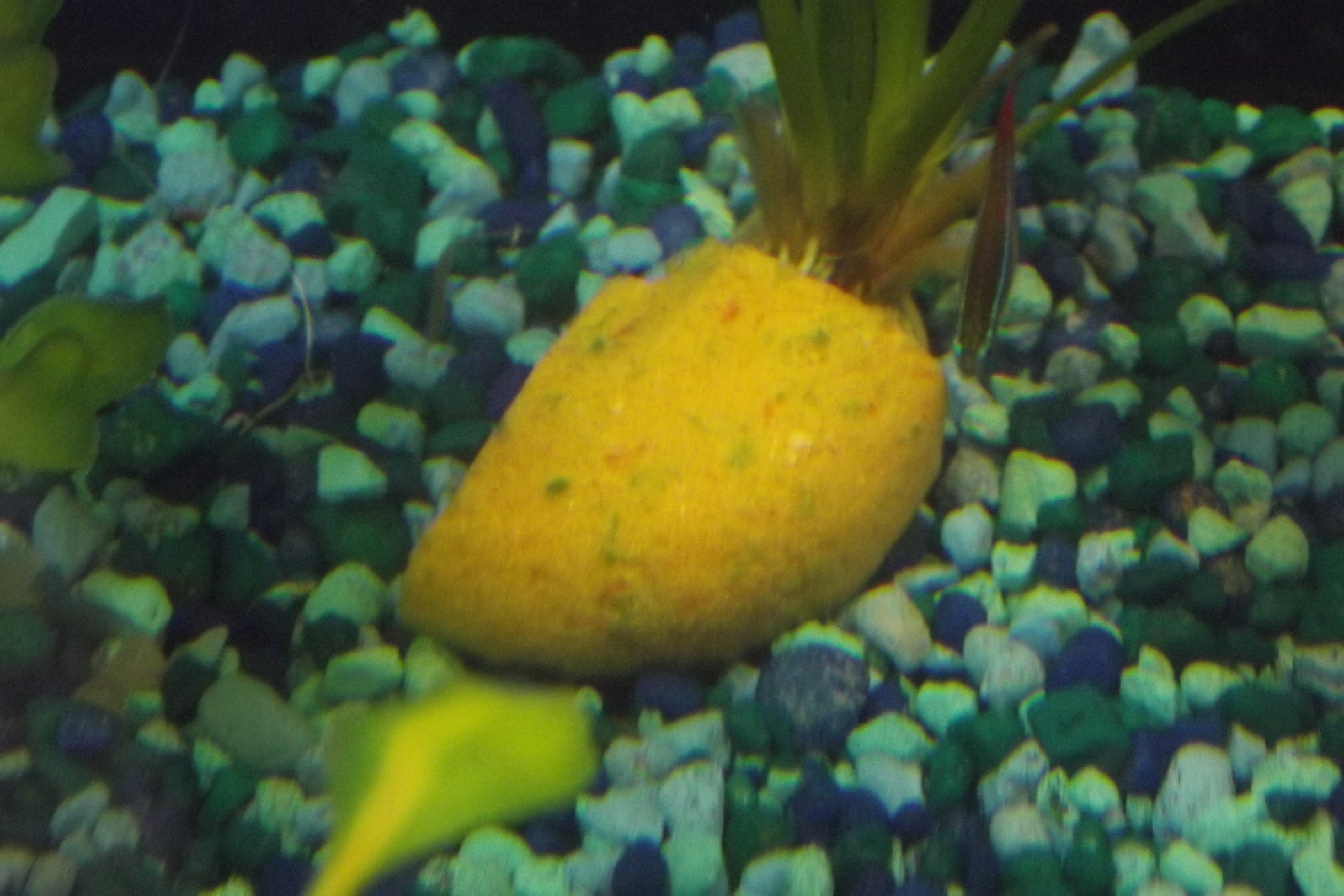 Homemade Fish Gel Food 5 Steps Instructables