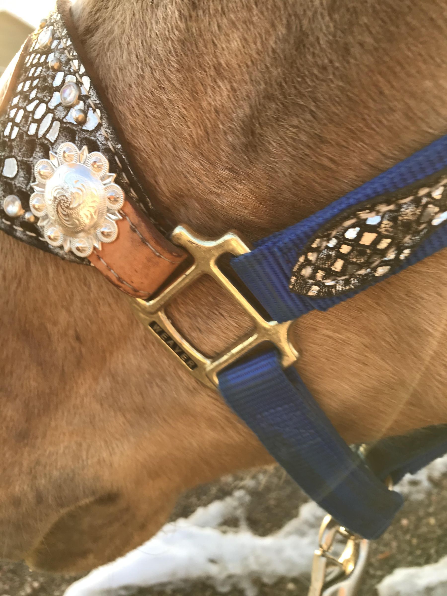 How to Properly Halter a Horse Introduction 5 Steps (with Pictures