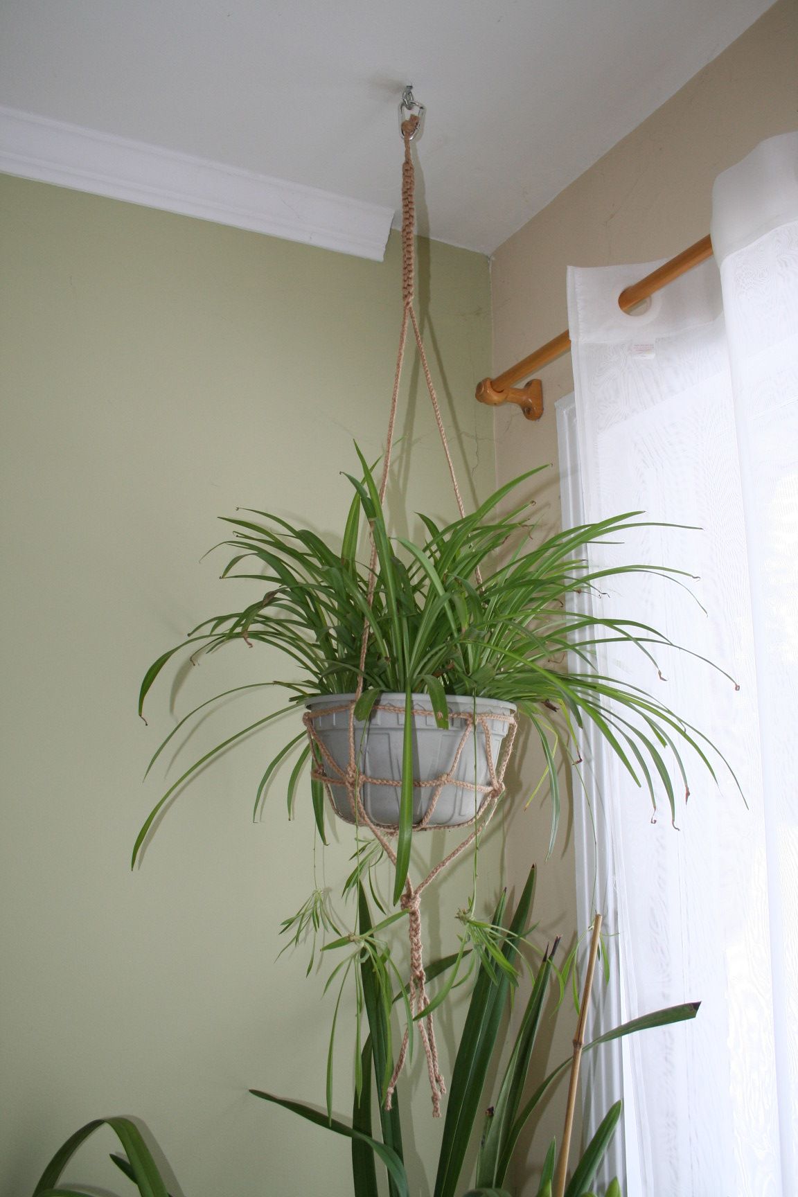 Braided Macrame Plant Hanger