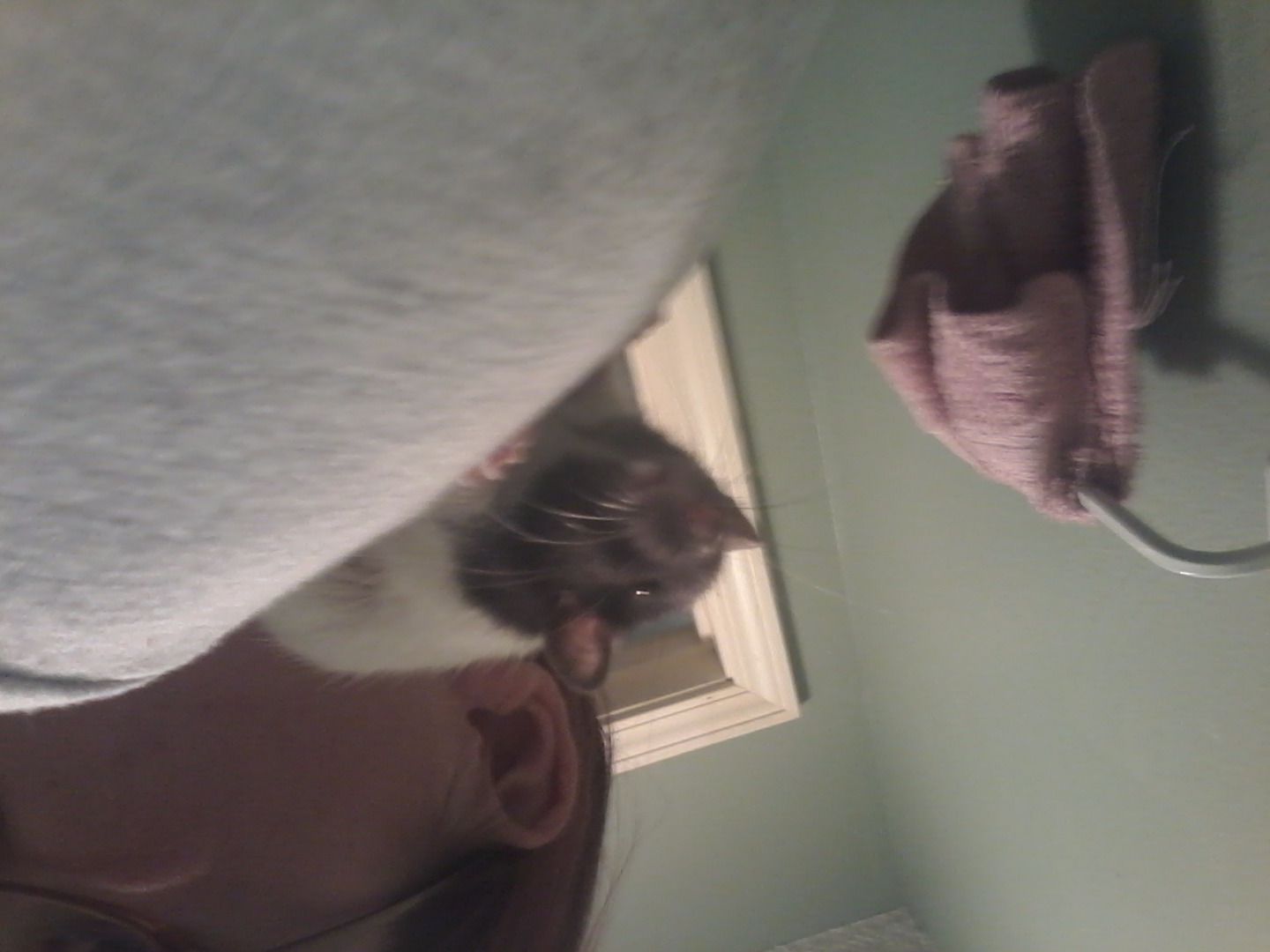 training your rat