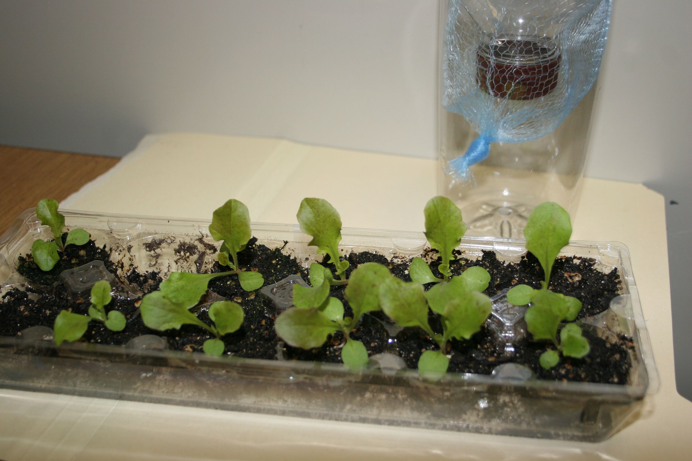 Hydroponic Lettuce Garden From Plastic Bottles (Grow Bottles) 11