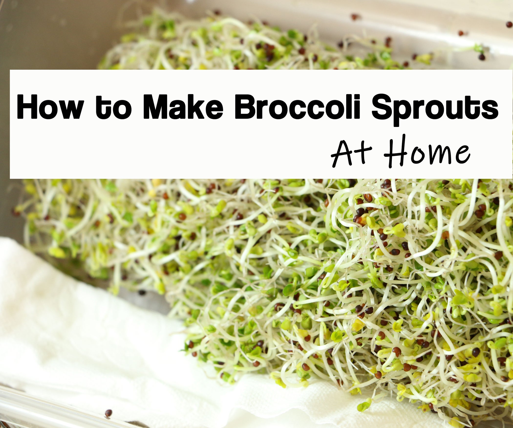 How to Grow Broccoli Sprouts in a Jar 6 Steps (with Pictures