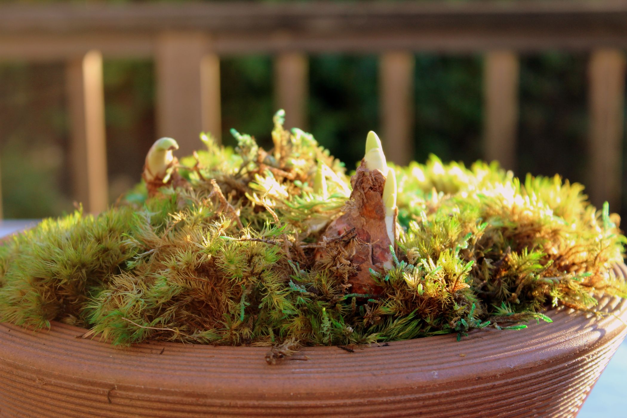 Grow a Pot of Bulbs for the Holidays 6 Steps (with Pictures