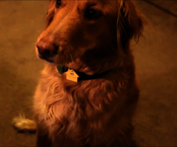 low profile dog collar