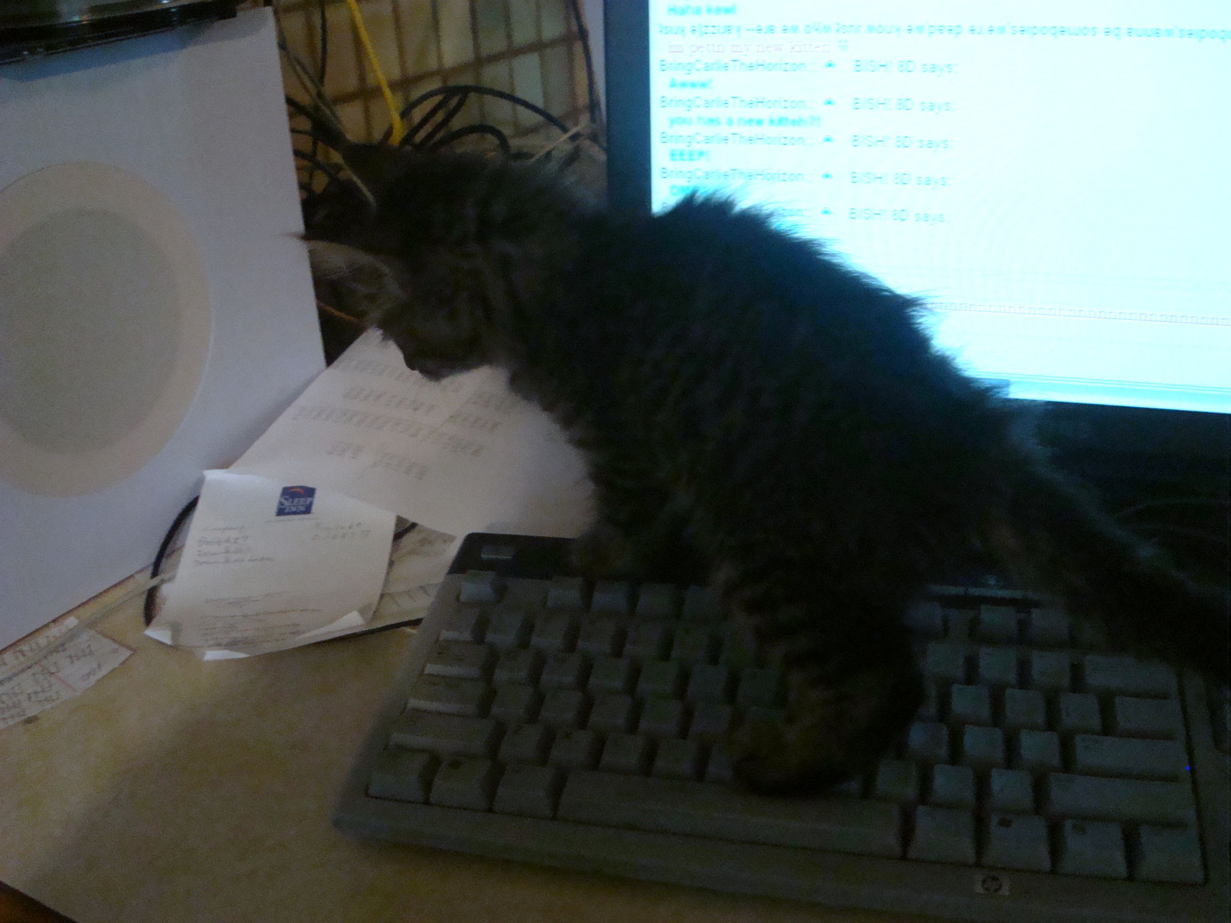 temporary litter box