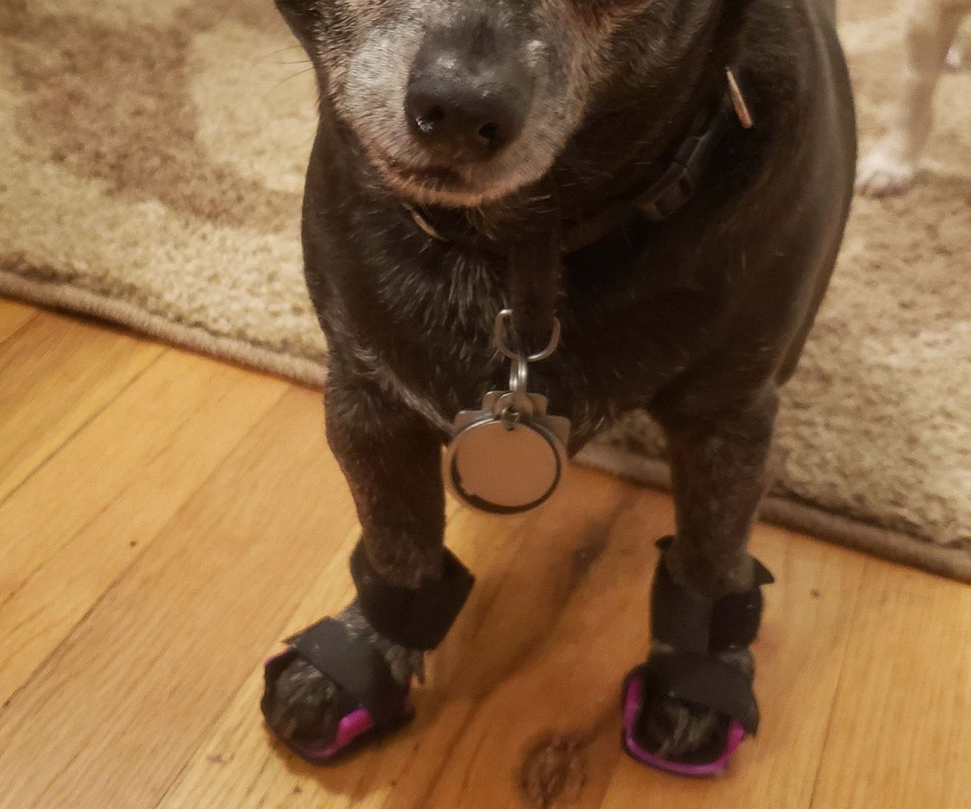 3D Printed Orthotic Shoes for a Tiny Dog 9 Steps (with Pictures