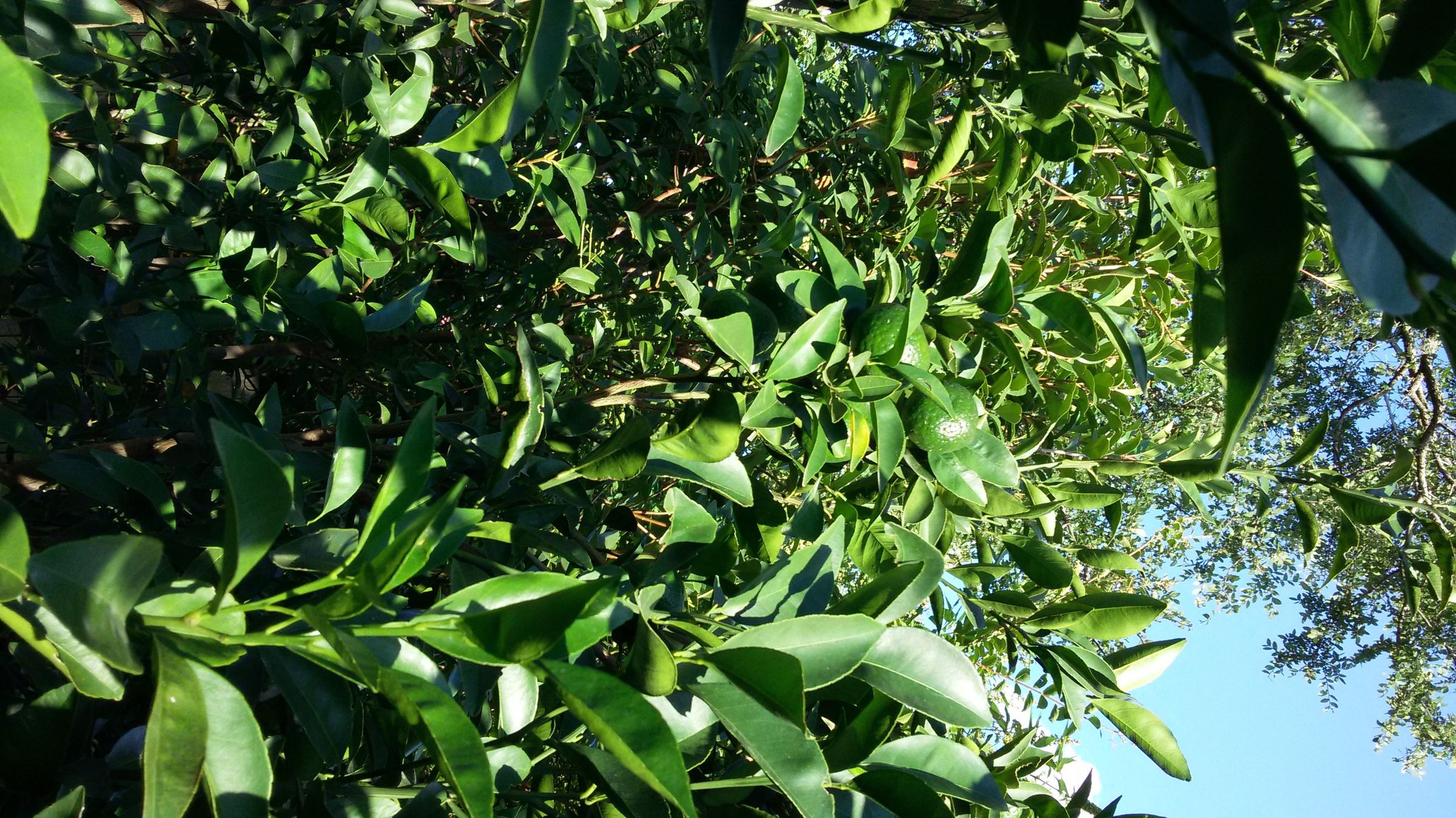 Grow a Tangerine Tree From a Cutting Instructables