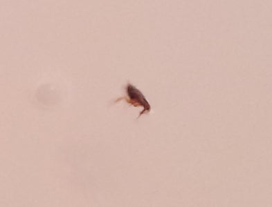 Catch 50 Fleas In One Night 5 Steps With Pictures Instructables