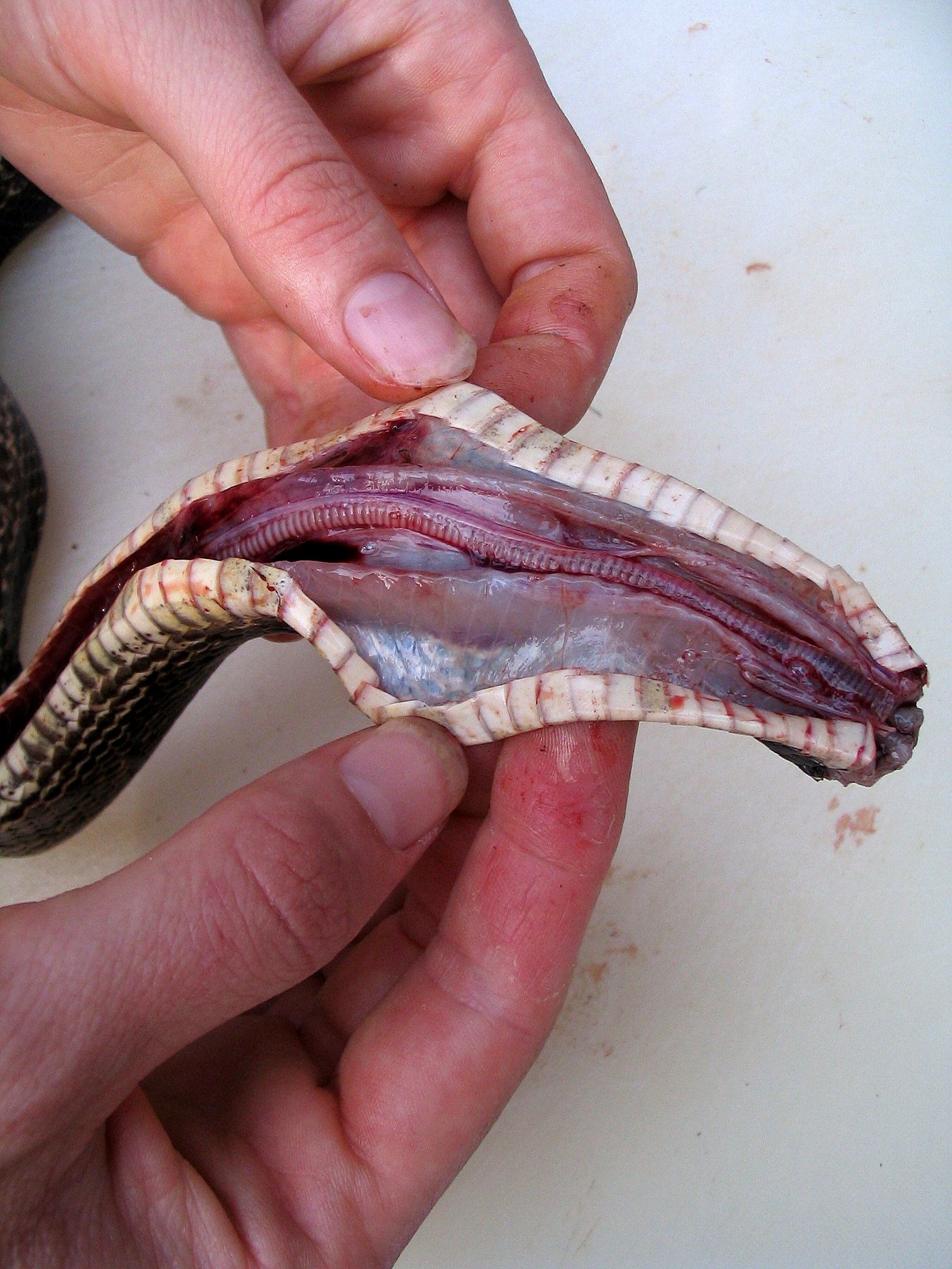 How to Skin and Clean a Dead Snake 11 Steps (with Pictures