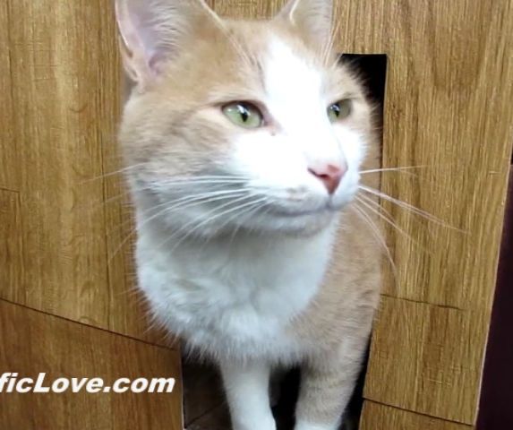 building a winter cat house - diy pets DIY Project DIY Project Image