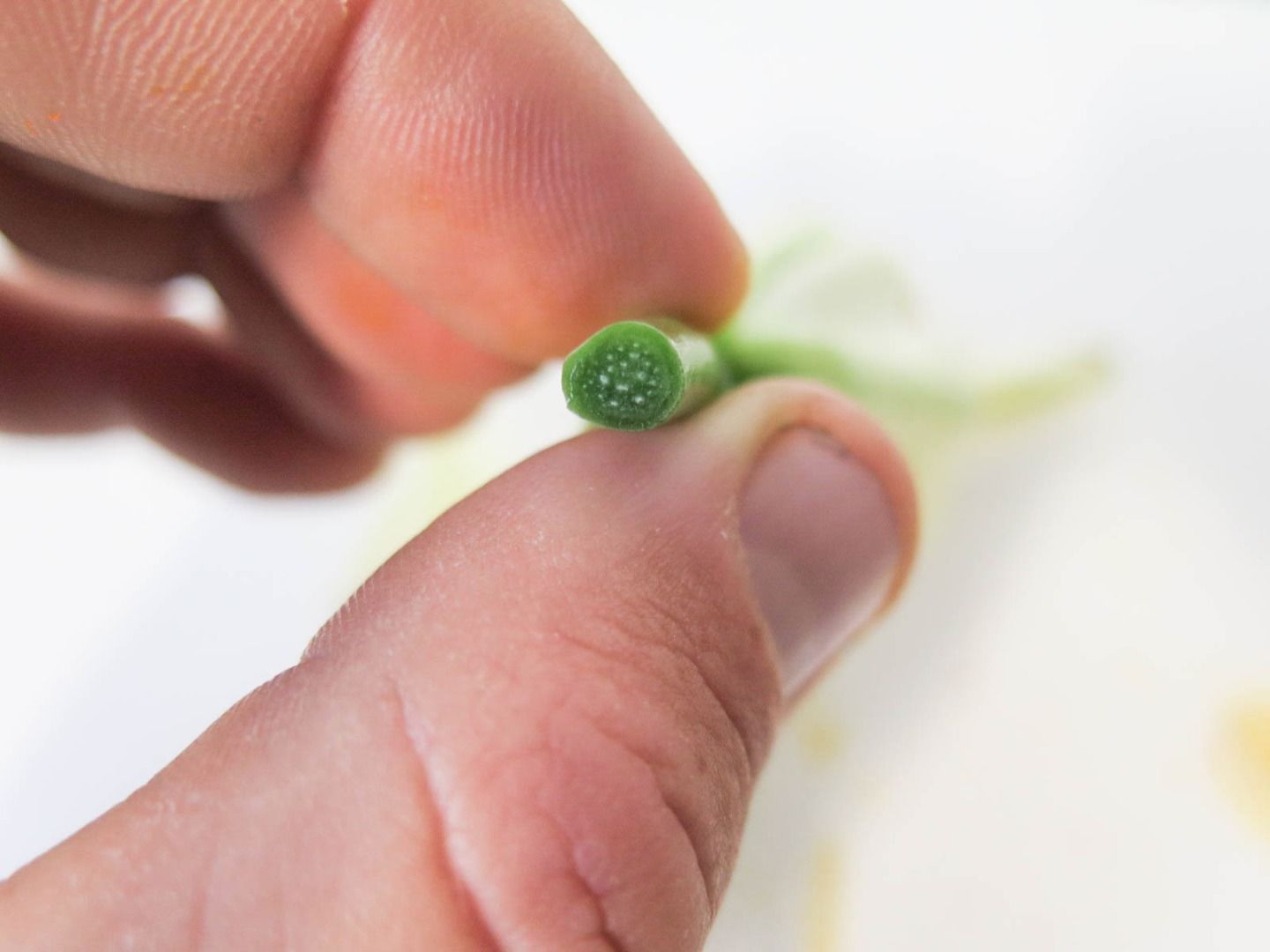 Flower Dissection! 6 Steps (with Pictures) Instructables